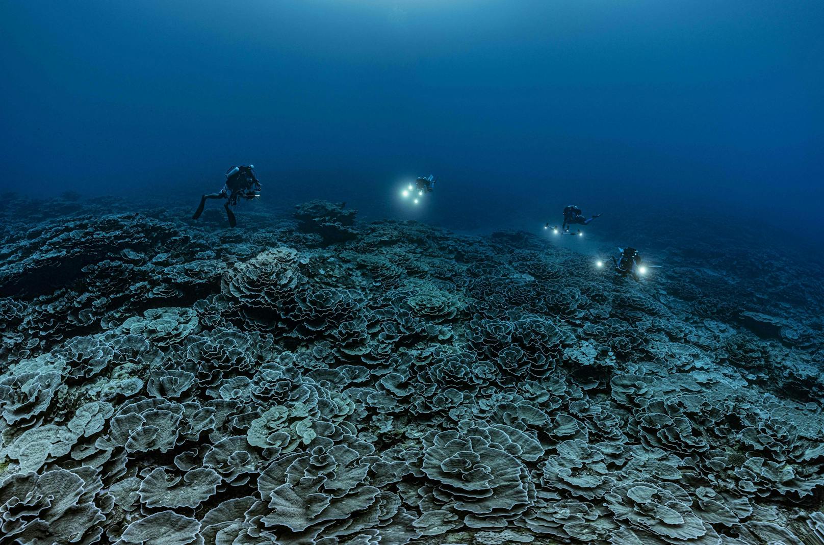 Ein Team unter der Leitung des Fotografen Alexis Rosenfeld und der Wissenschaftlerin Laetitia Hedouin, Forscherin am CNRS - CRIOBE, hat mit Unterstützung der UNESCO eine groß angelegte Erkundungsmission an einem Tiefseekorallenriff im Herzen des Pazifiks durchgeführt. <br>