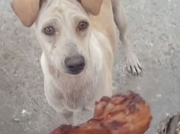 Die Straßenhündin hatte vier Welpen zu versorgen.
