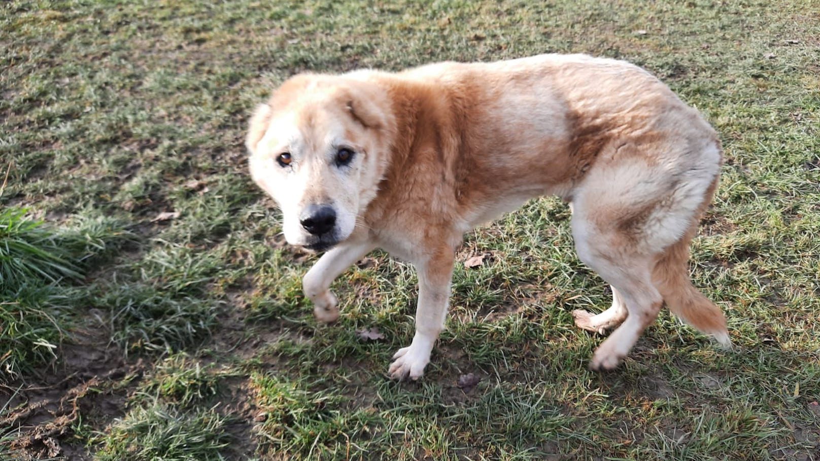 Der Hunde-Oldie "Rolfi" sitzt bereits seit 8 Jahren im Tierheim der Pfotenhilfe in Lochen. 