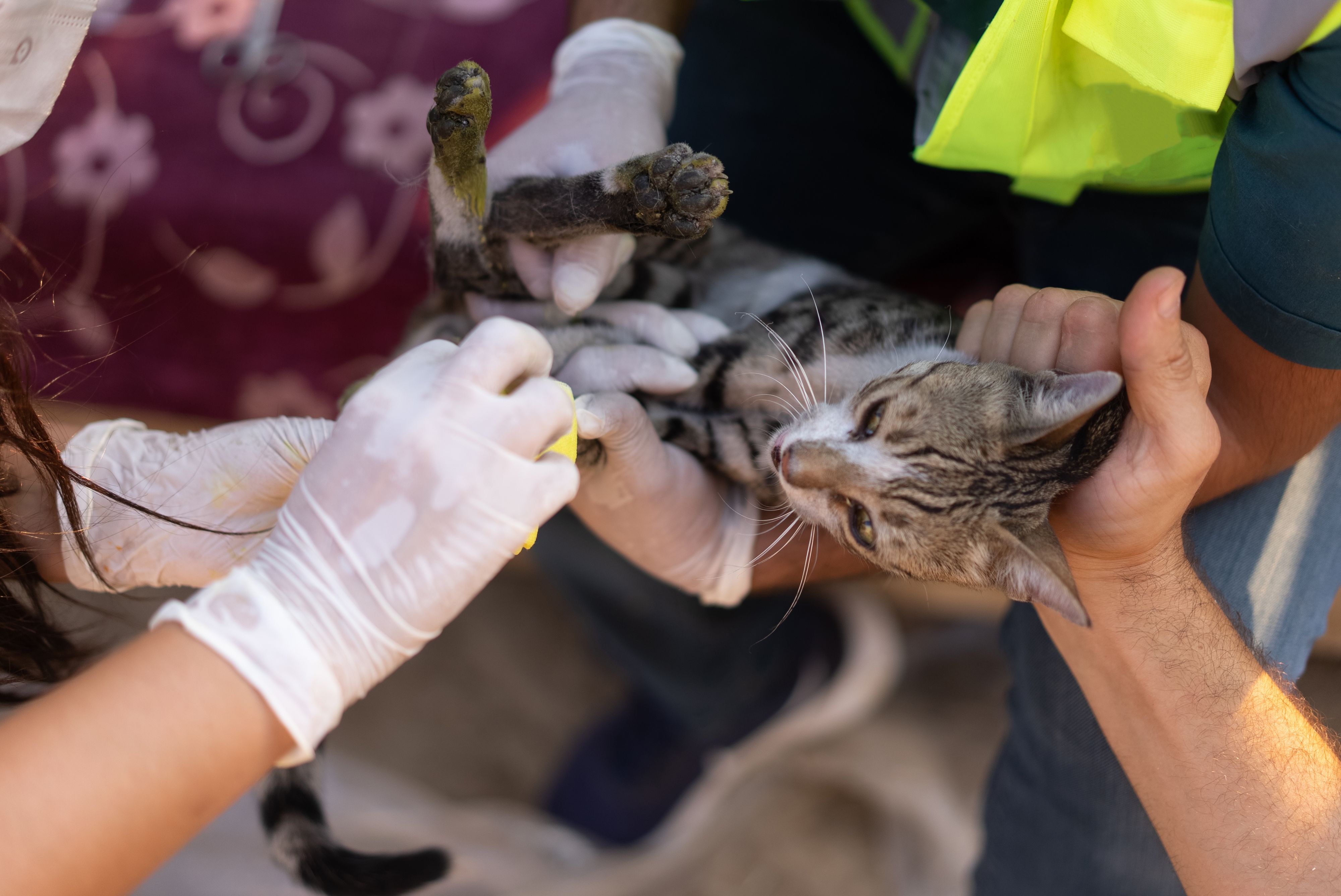Die retteten durch ihren Einsatz den Tieren wohl das Leben. Symbolbild. 