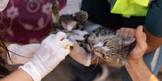 Feuerwehr rettet sieben Katzen aus brennender Wohnung