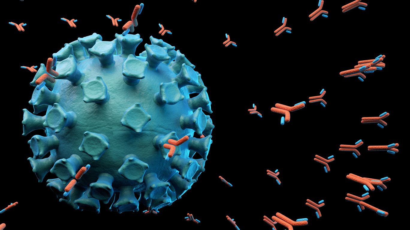 Antibodies attacking SARS-CoV-2 virus