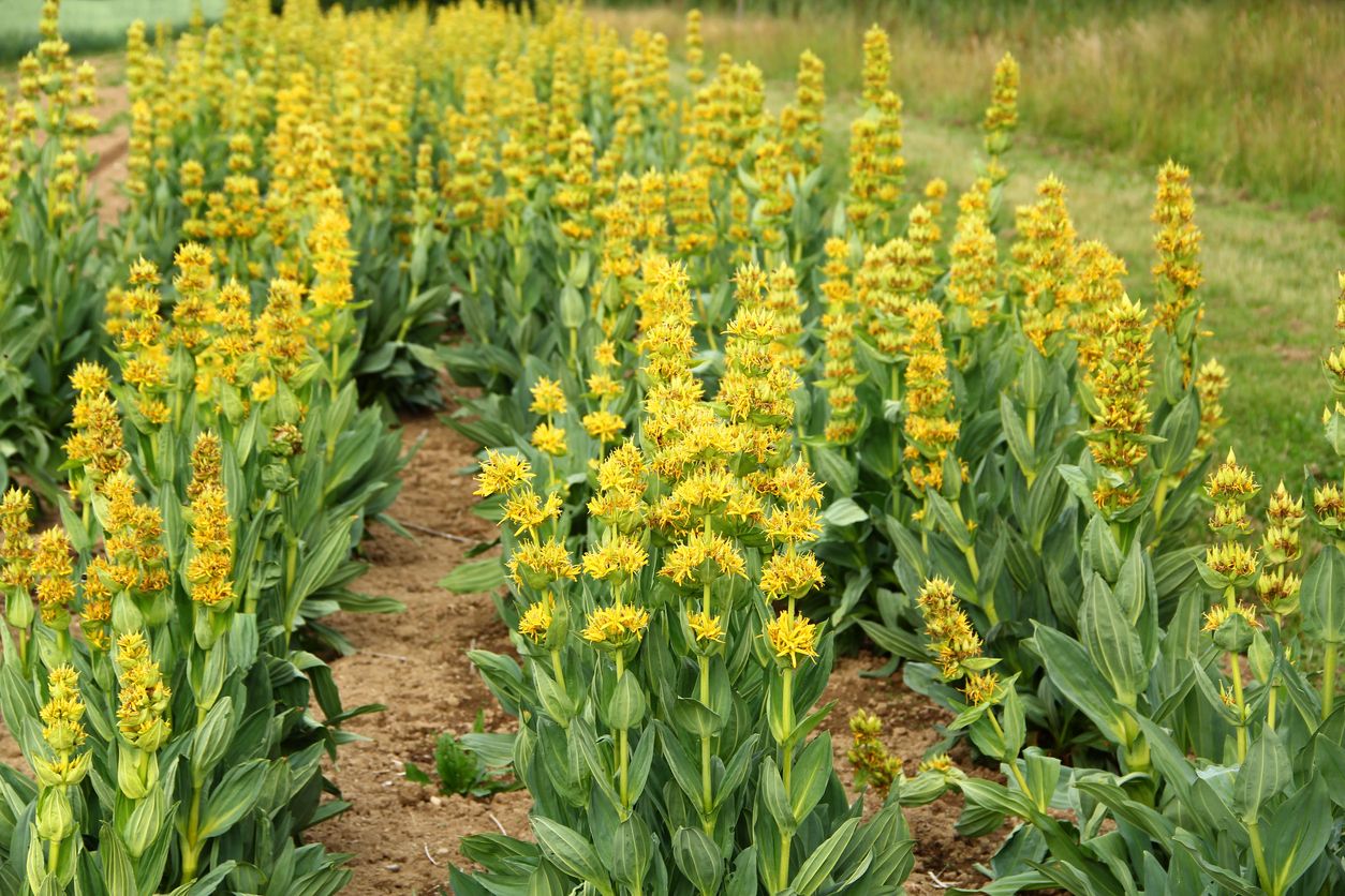 Gentiana lucea - Gelber Enzian