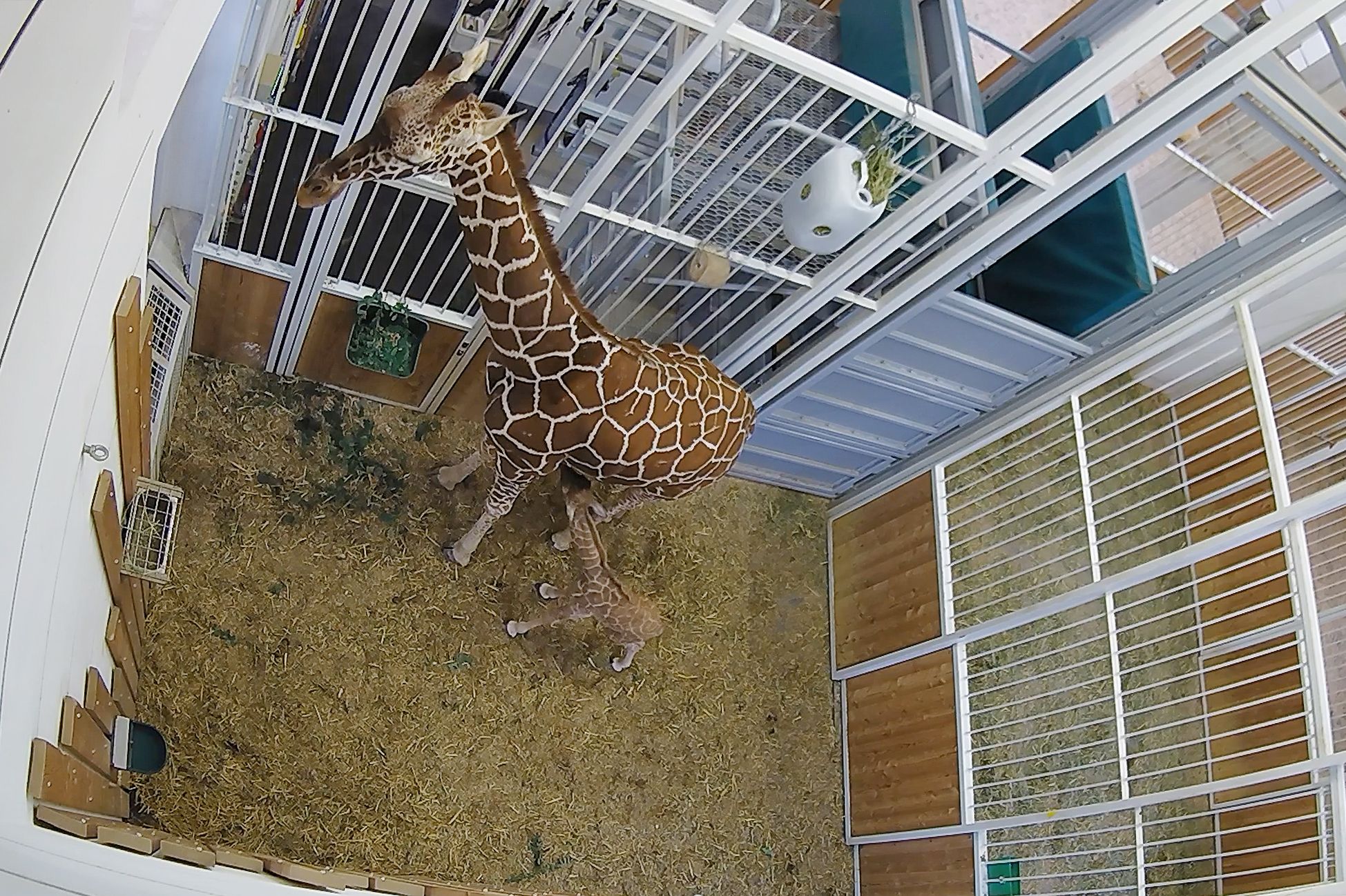 Zur der großen Freude eines langersehnten Giraffennachwuchses, mischte sich auch gleich große Sorge... 