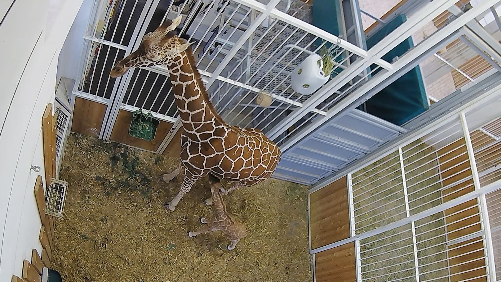 Zur der großen Freude eines langersehnten Giraffennachwuchses, mischte sich auch gleich große Sorge... 