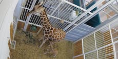 Neues Giraffenbaby in Schönbrunn bereitet Sorgen