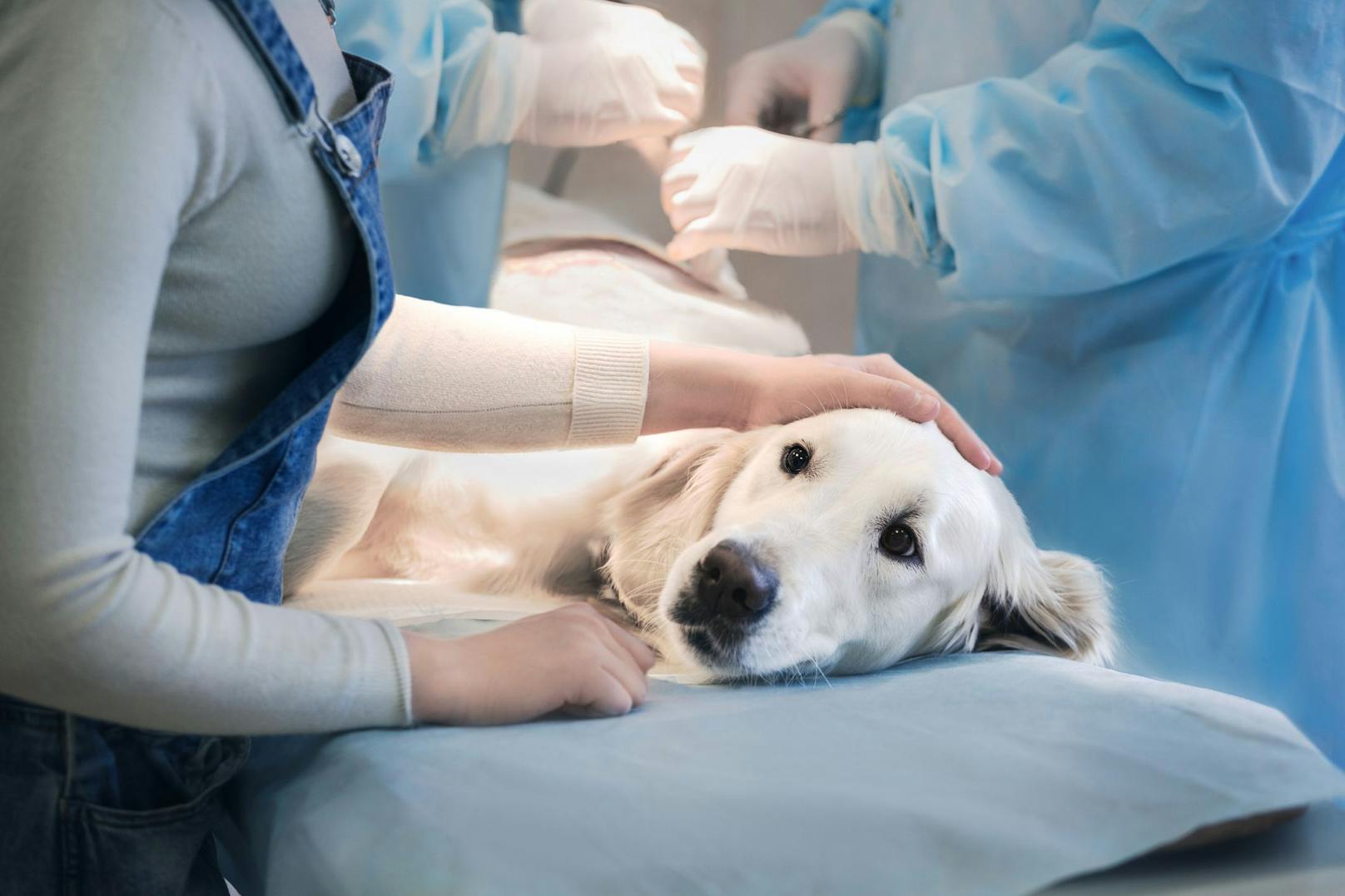 <strong>Option 7</strong>: Schmerzen! Wenn dein Hund bei Berührungen plötzlich winselt - ab zum Tierarzt. 