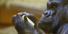 Er wurde 61 Jahre – ältester Gorilla der Welt gestorben