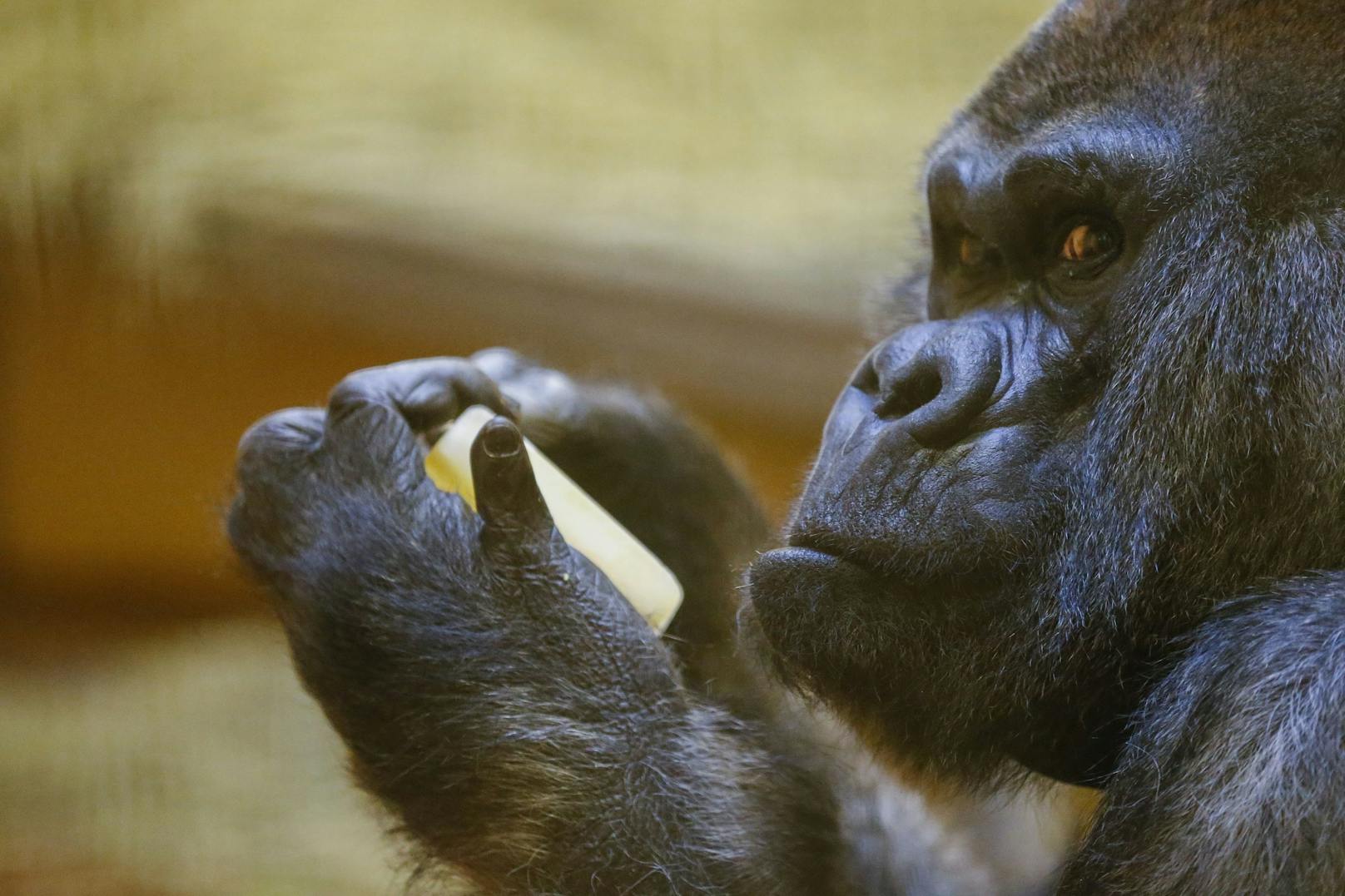 Er wurde 61 Jahre – ältester Gorilla der Welt gestorben