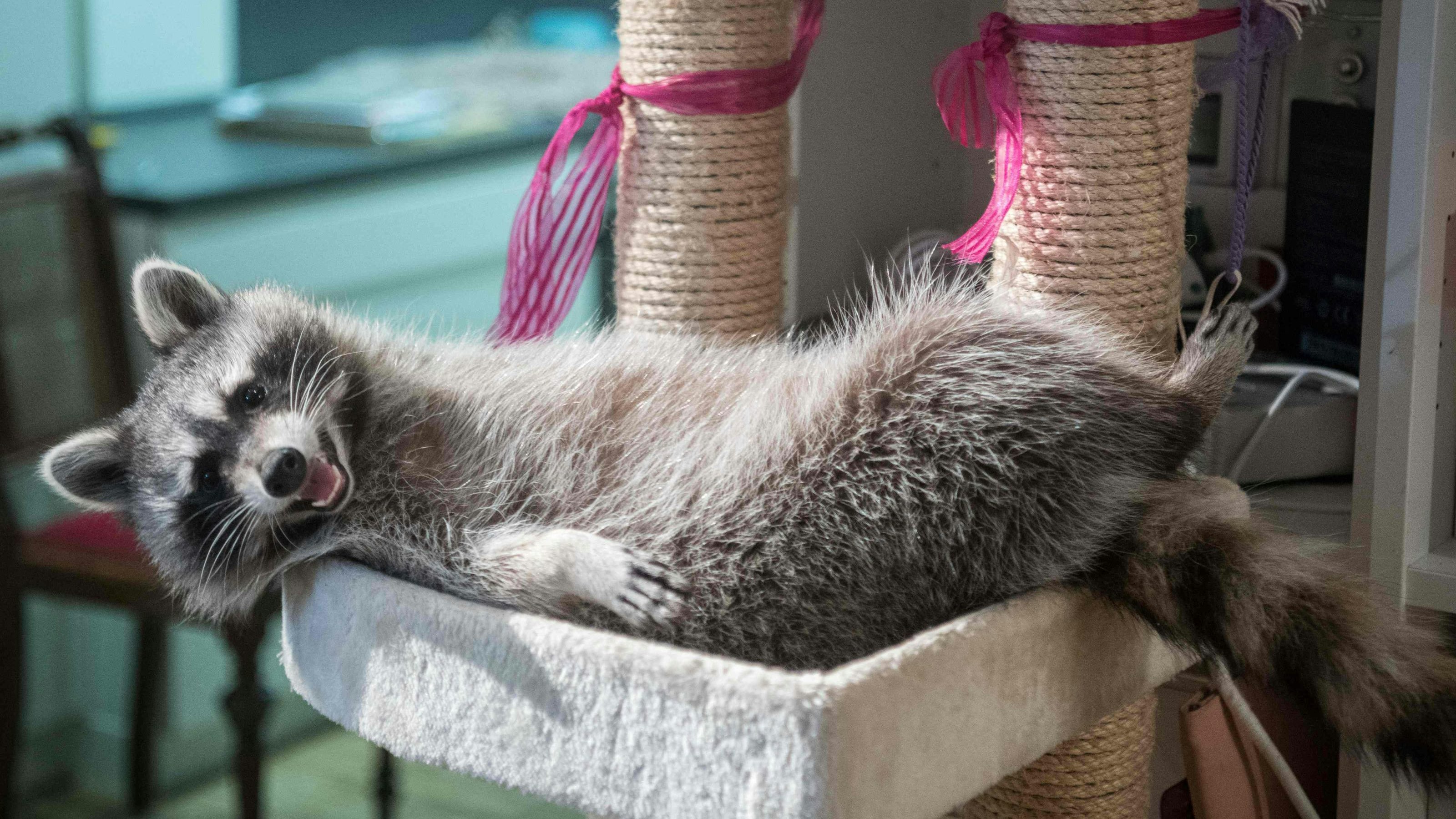 "Strike the Pose" - Waschbär "Fritzi" lebt wie eine Katze und ist eine echter Hit auf Instagram. 