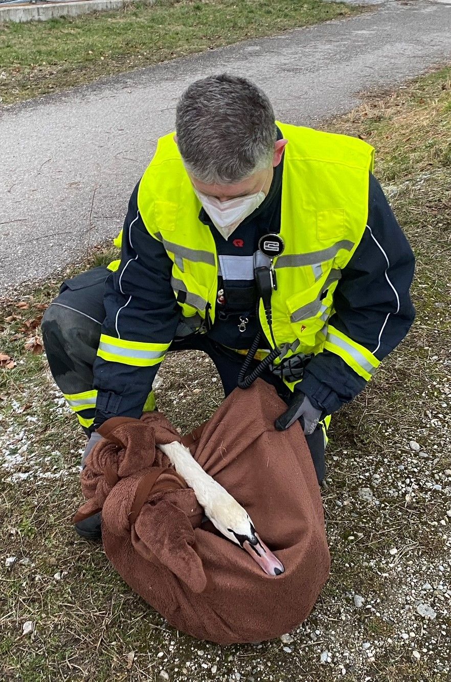 Der Schwan in einer Decke.