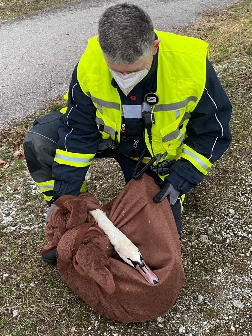 Der Schwan in einer Decke.