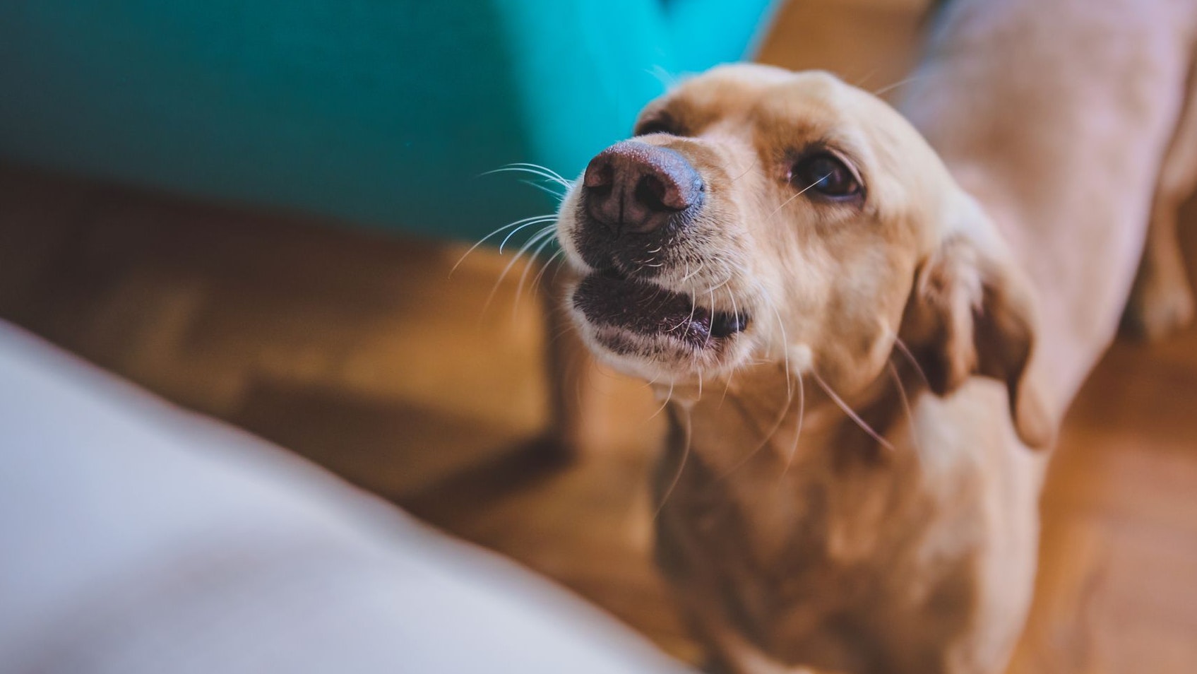 "Winseln" kann ein Signal für unglaubliche viele Dinge sein... 