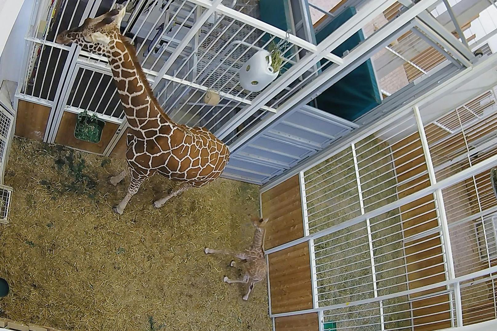 Der kleine Girafffennachwuchs wird natürlich rund um die Uhr von den Tierpflegern beobachtet, da es für "Fleur" die erste Mutterschaft ist und sie das Kleine nur sehr zögerlich trinken lässt. 