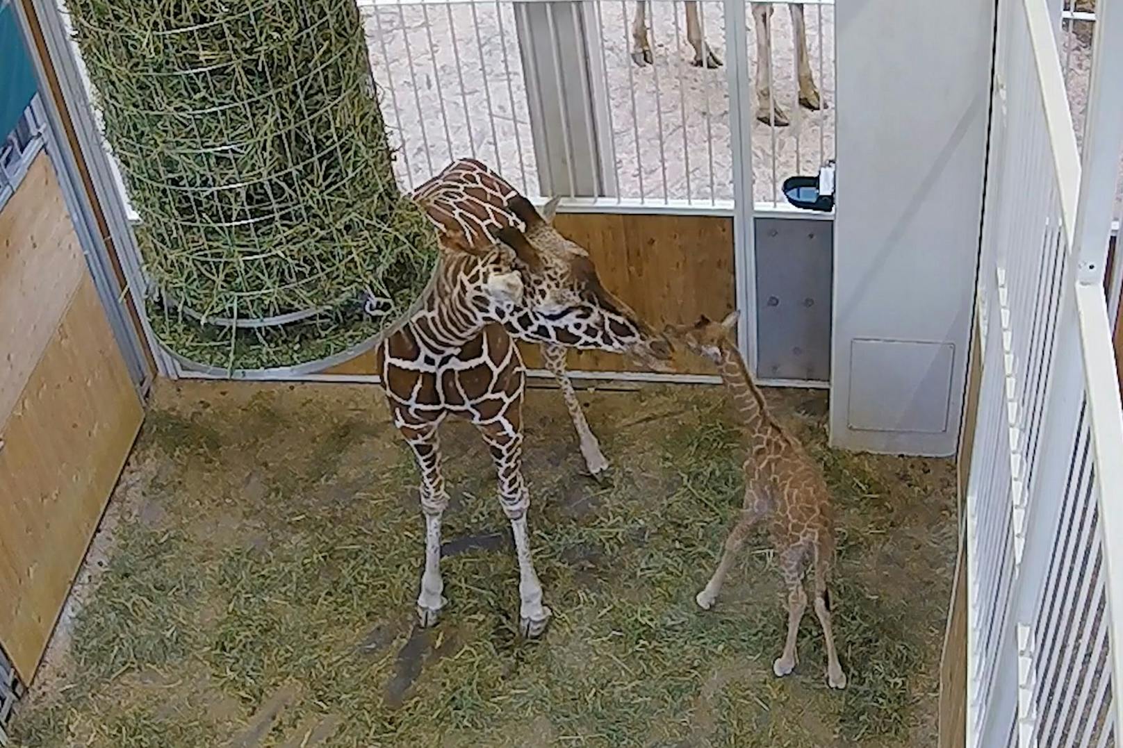 Giraffendame "Fleur" brachte am 23. Jänner 2022 ein weibliches Jungtier im Tiergarten Schönbrunn zur Welt. <br>