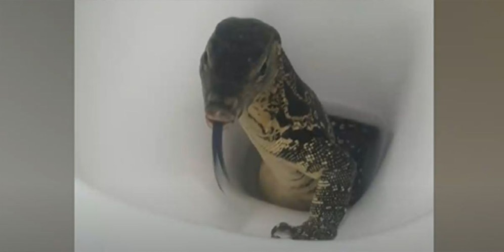 Von Touristin entdeckt: Riesenechse krabbelt aus der Toilette.