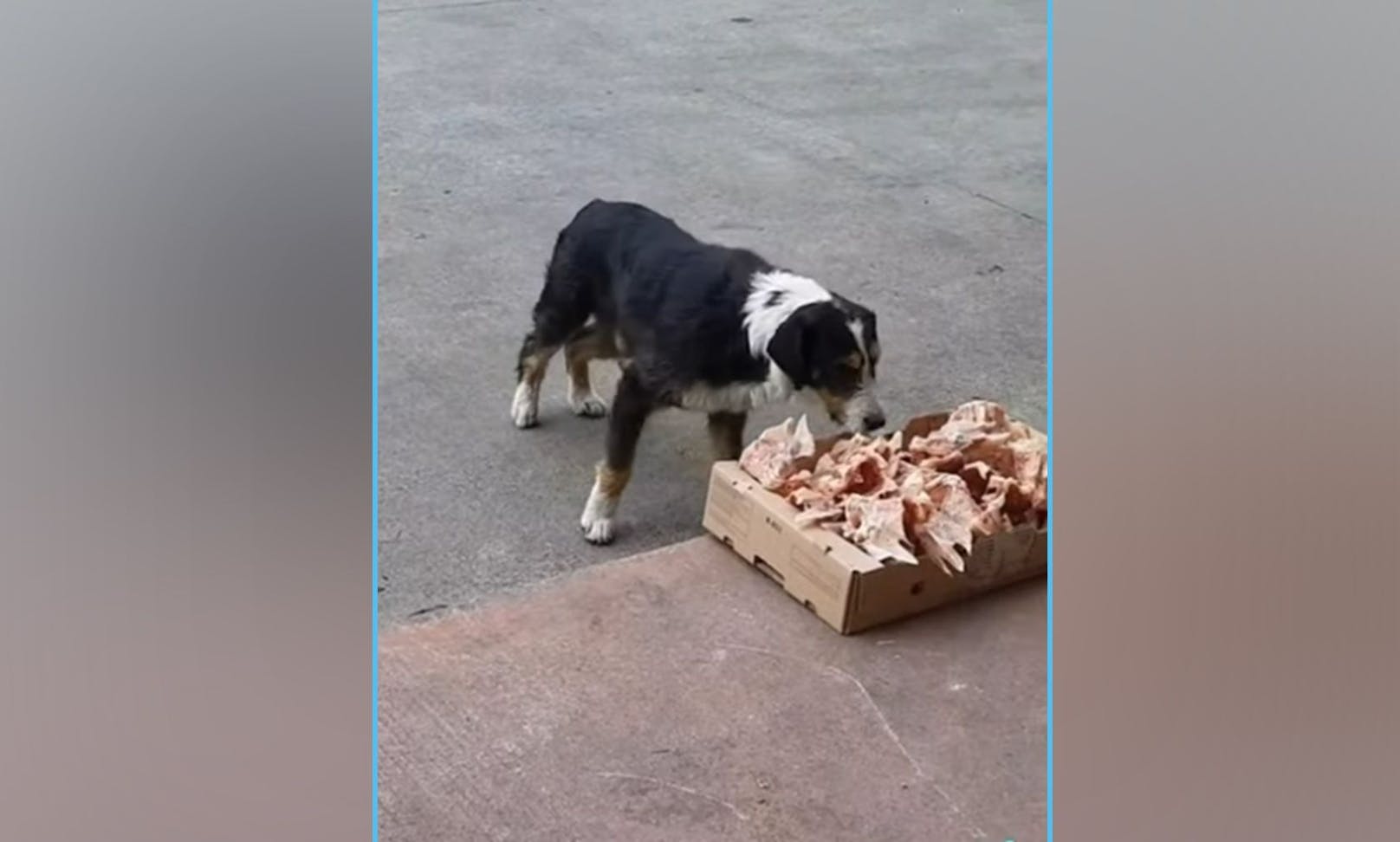 Tatsächlich! Ein Metzger hat die frischen Geflügelknochen für die Straßenhunde vor seinem Laden abgestellt. 