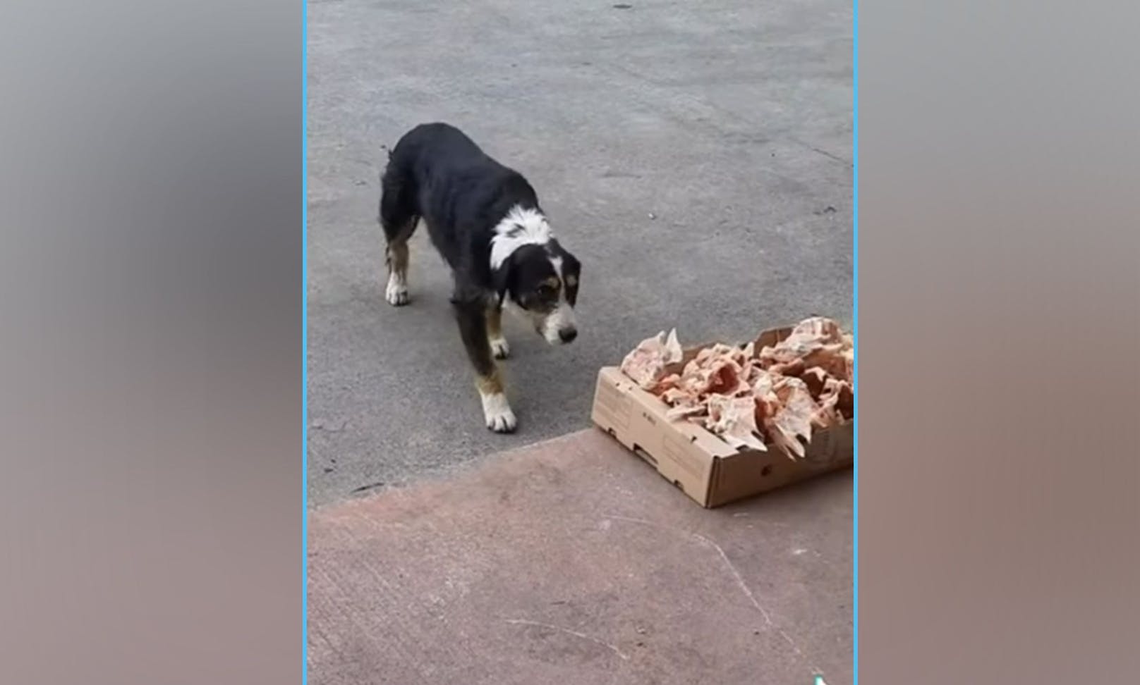 Vorsichtig nähert sich ein Straßenhund in der Türkei einem Karton voller Frischfleisch-Reste... "ist das für mich?" scheint er fragen zu wollen. 