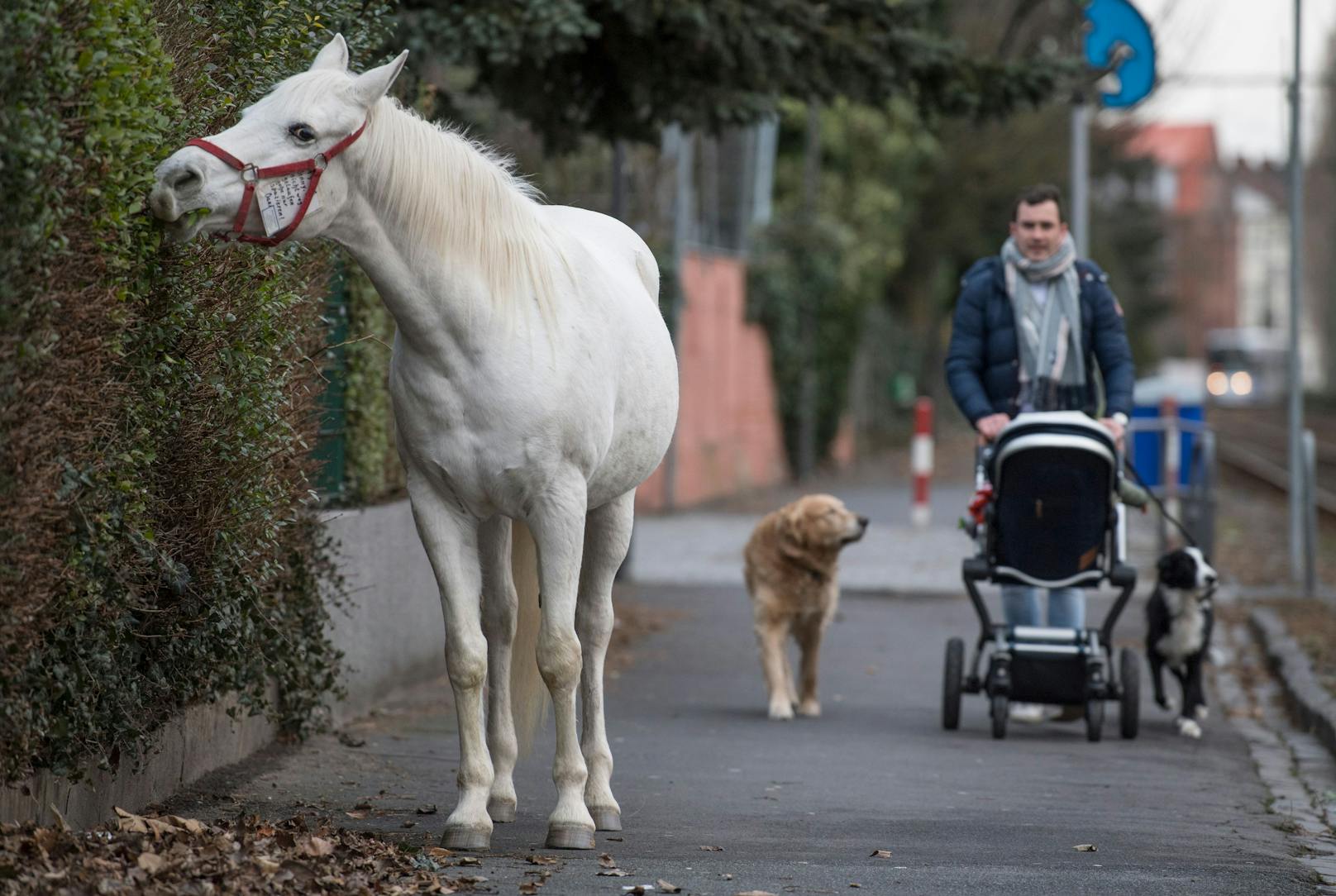 Durch den Stadtteil Fechenheim und am Mainufer entlang begrüßt sie freundlich alle Passanten, Hunde und Kinder. 