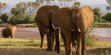 Tourist legte WC-Pause ein – Elefant trampelte ihn tot