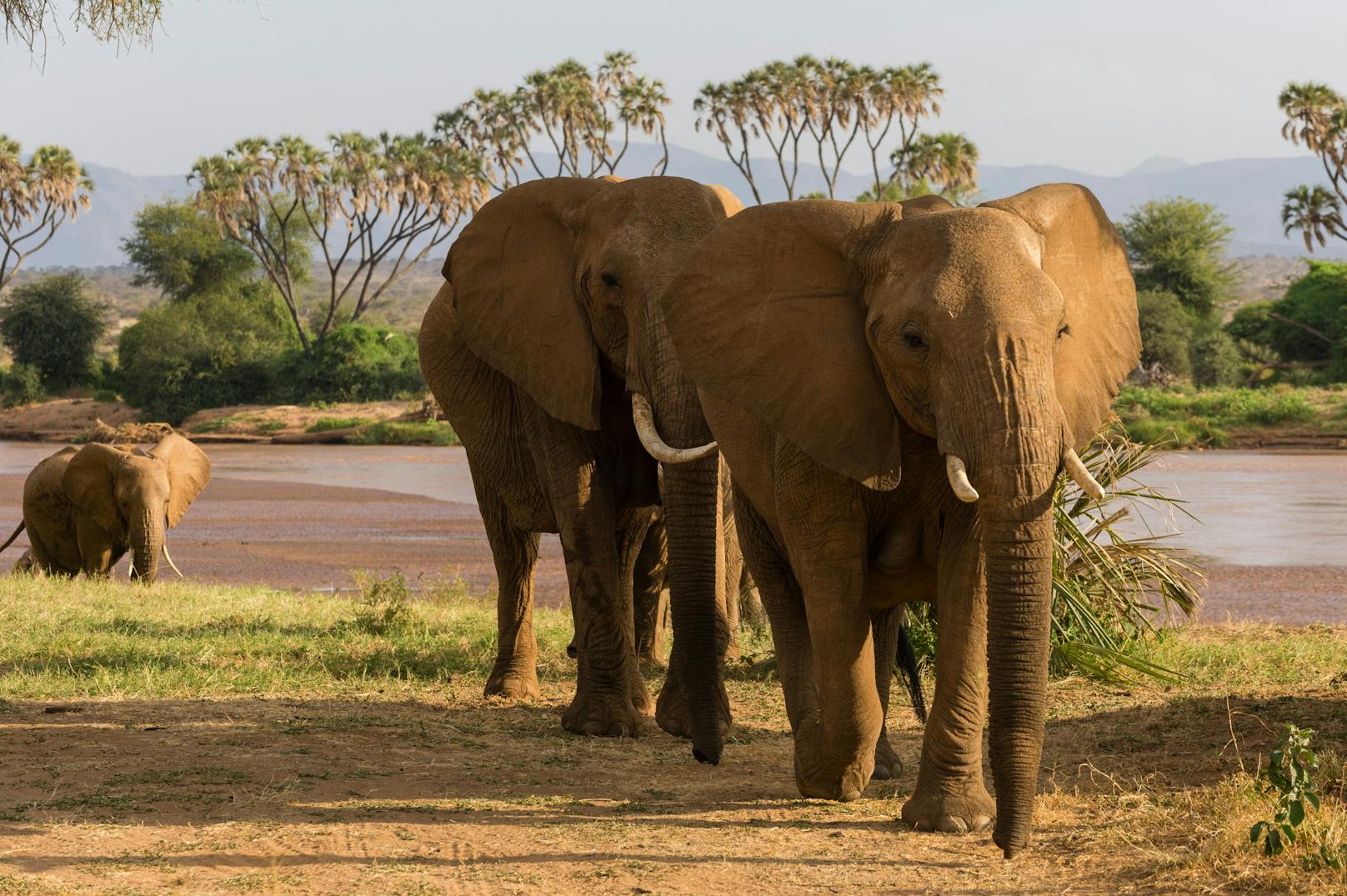 Tourist legte WC-Pause ein – Elefant trampelte ihn tot