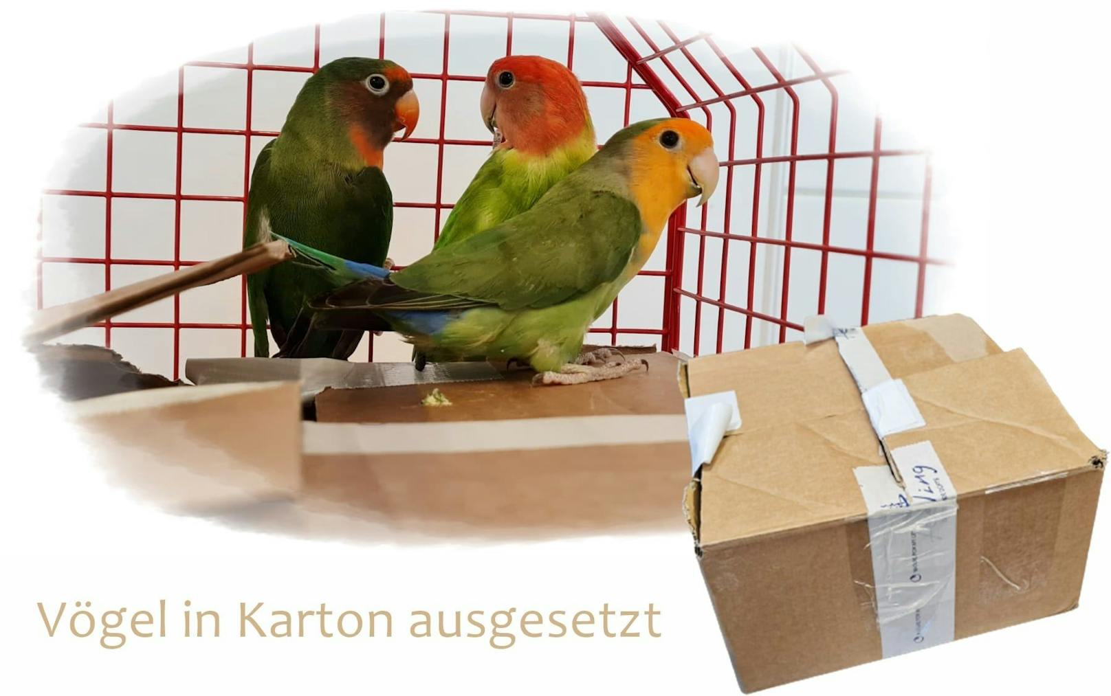 Drei Papageien in Karton gepfercht und ausgesetzt