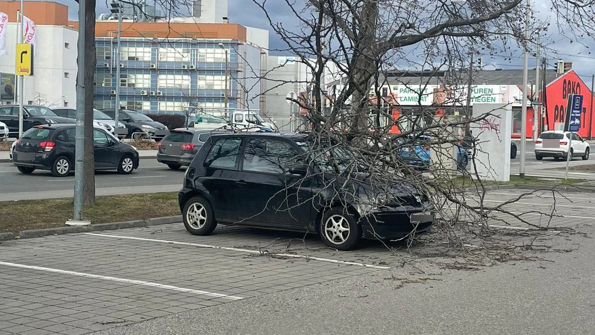 Dieses geparkte Auto wurde von einem Ast eingeengt