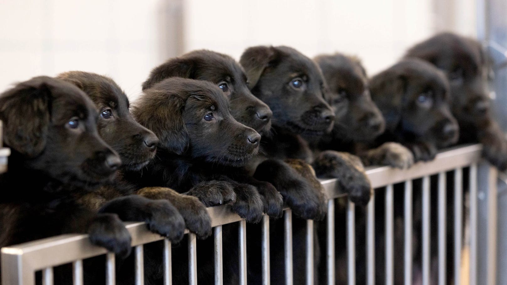 Die britischen "Guide Dogs" bekamen gleich 16maligen Zuwachs! Ein Rekordwurf