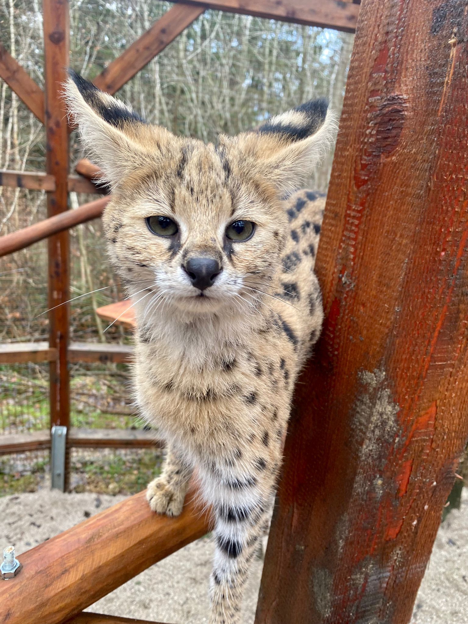 Die Servale freuen sich über Streicheleinheiten.