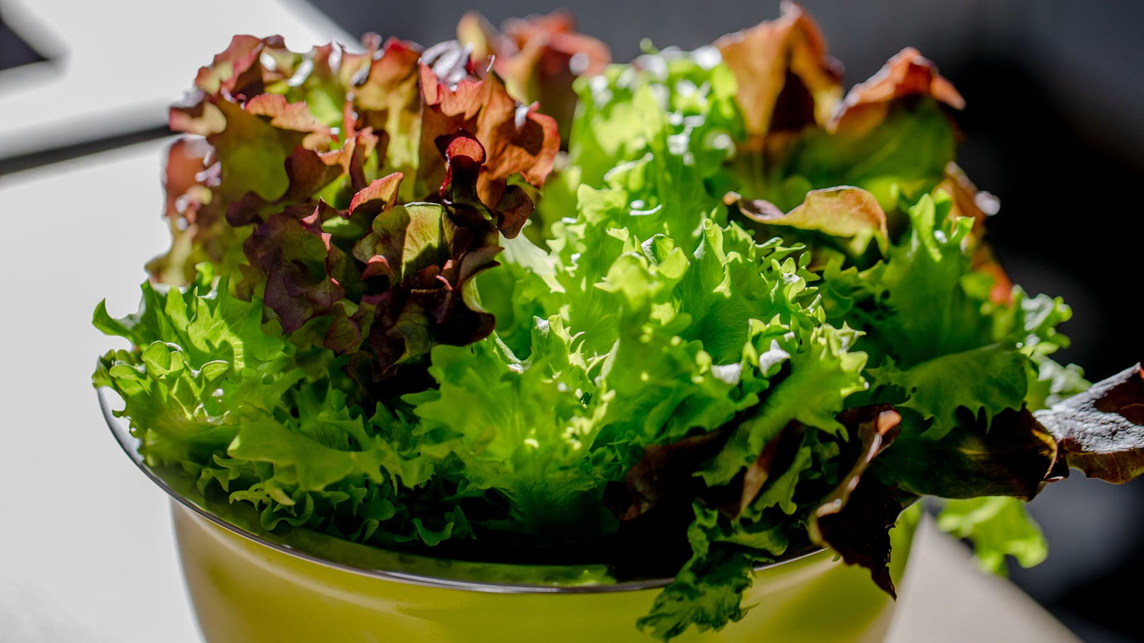 <strong>Grüner Salat: </strong>Auch pflanzliche Lebensmittel können mit Bakterien belastet sein. Besonders häufig ist dies mit dem Norovirus Genogruppe I der Fall. Wer an einer Magen-Darm-Infektion leidet, sollte seine Hände gründlich waschen, um Viren nicht auf Lebensmittel zu übertragen. Aber auch auf der anderen Seite gilt: Obst und Gemüse waschen. Ungewaschenes Obst und Gemüse, vor allem aber ungewaschener Salat, sollte gemieden werden.