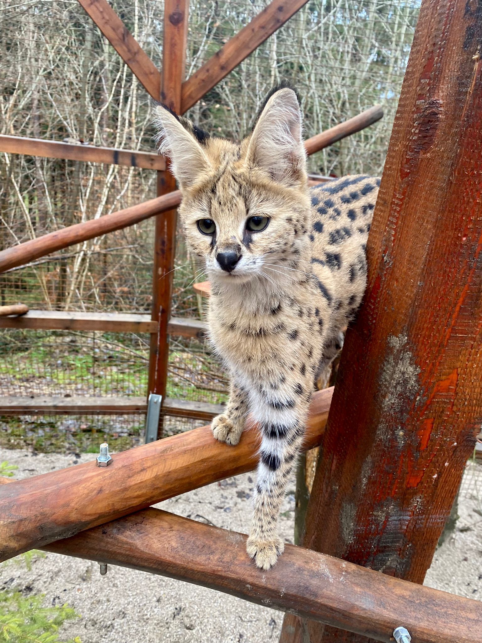 Die Tiere können wie die Waschbären extra gebucht werden.