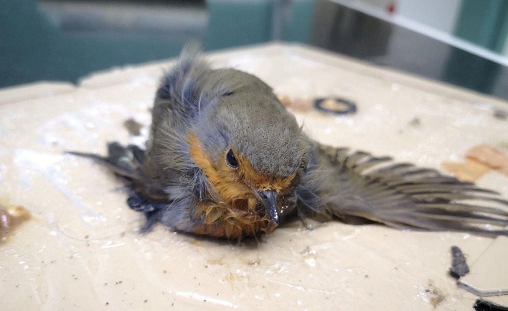Für ein kleines Rotkehlchen kam jede Rettung zu spät. 