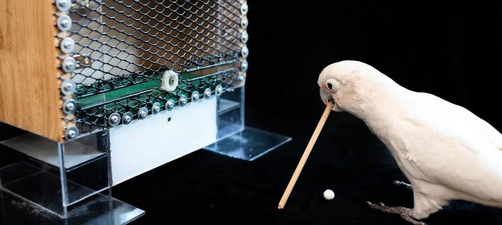 Kakadus lernten auf der Vetmeduni im Rahmen einer Studie Golf zu spielen. 