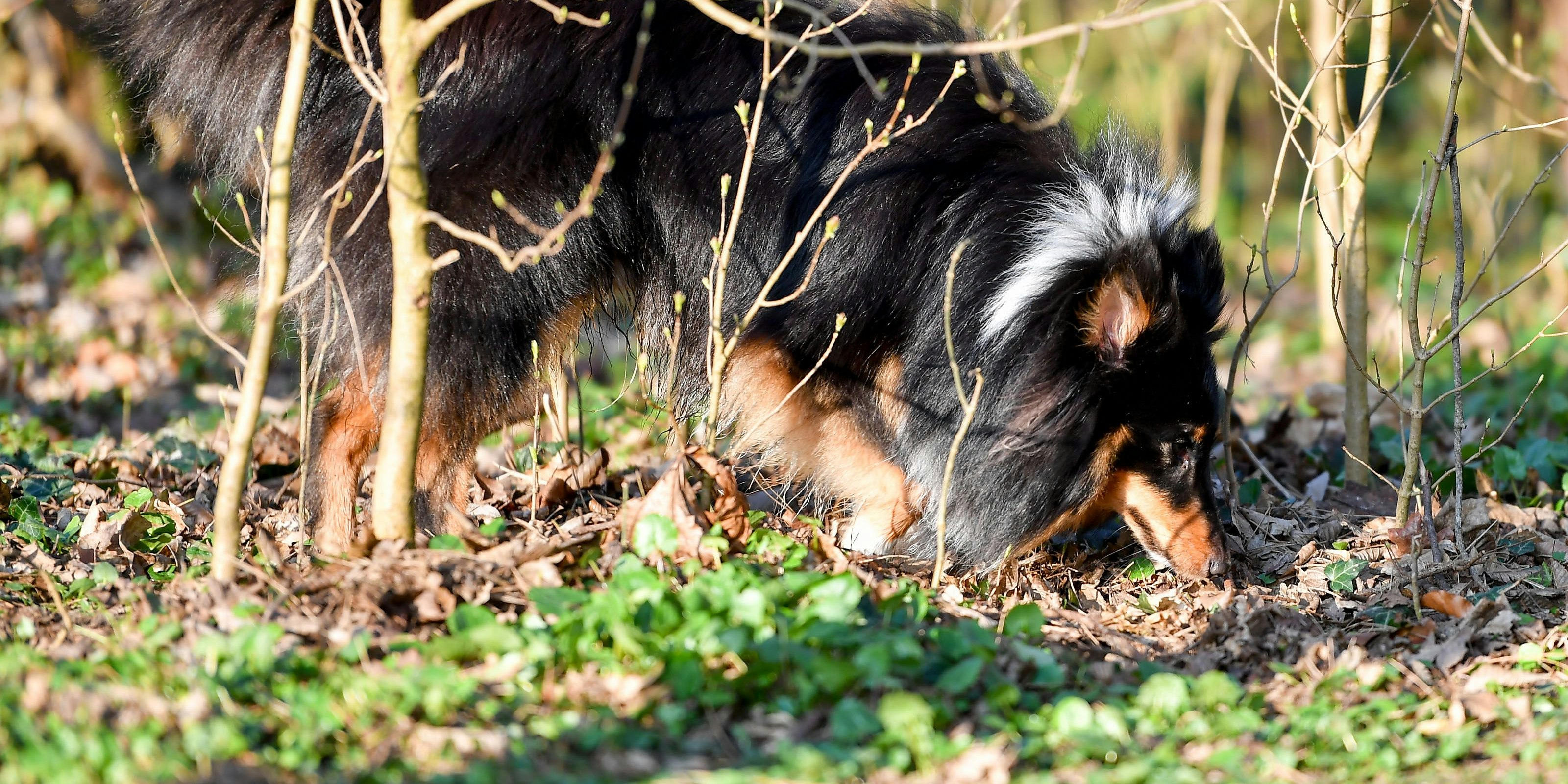 Im Hörndlwald in Wien-Hietzing treibt offenbar ein Tierhasser sein Unwesen. (Symbolfoto)