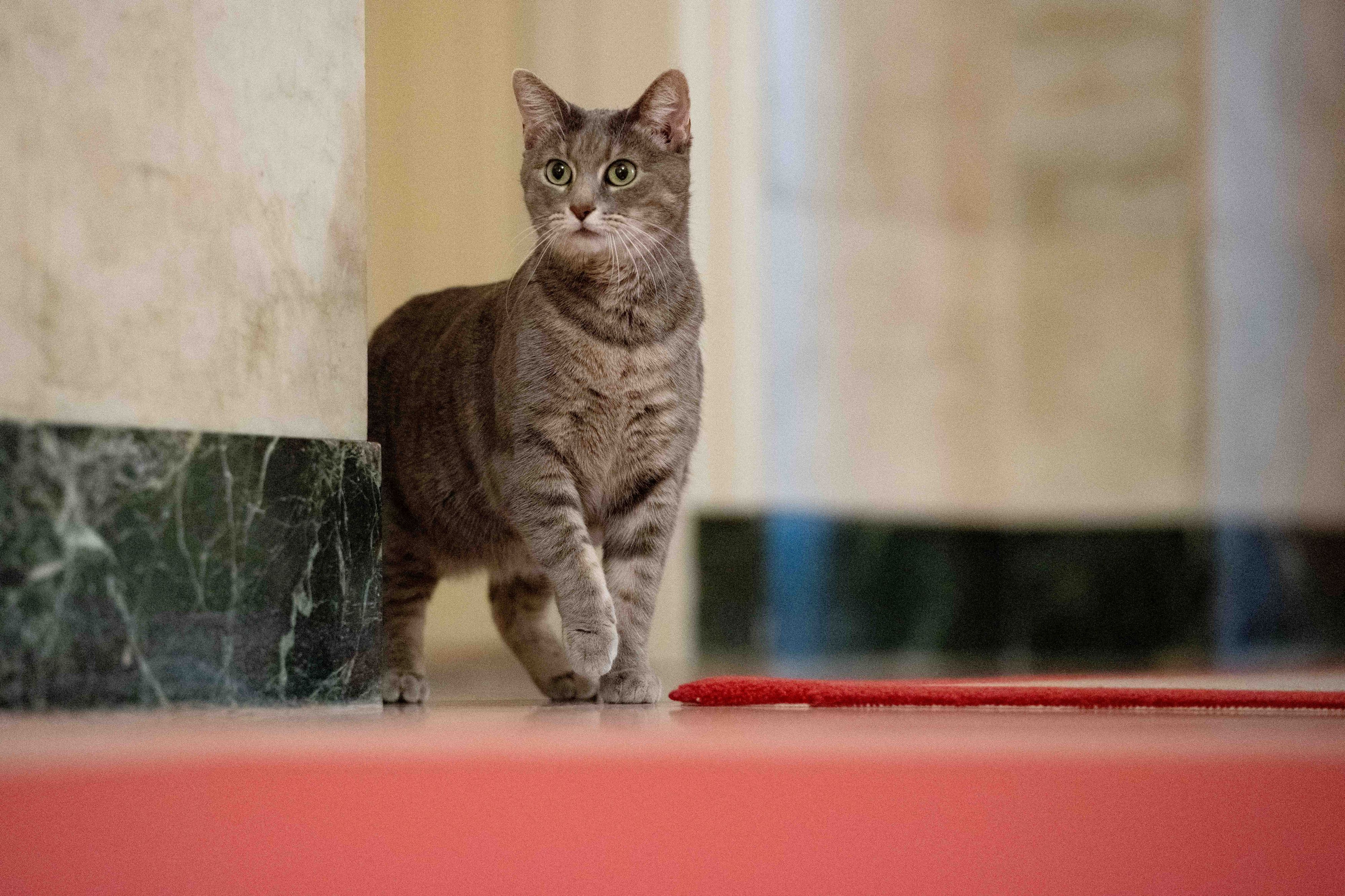 Noch ist ihr das neue Zuhause etwas suspekt: First Cat Willow beim vorsichtigen Erkunden ihres neuen Katzenreichs.