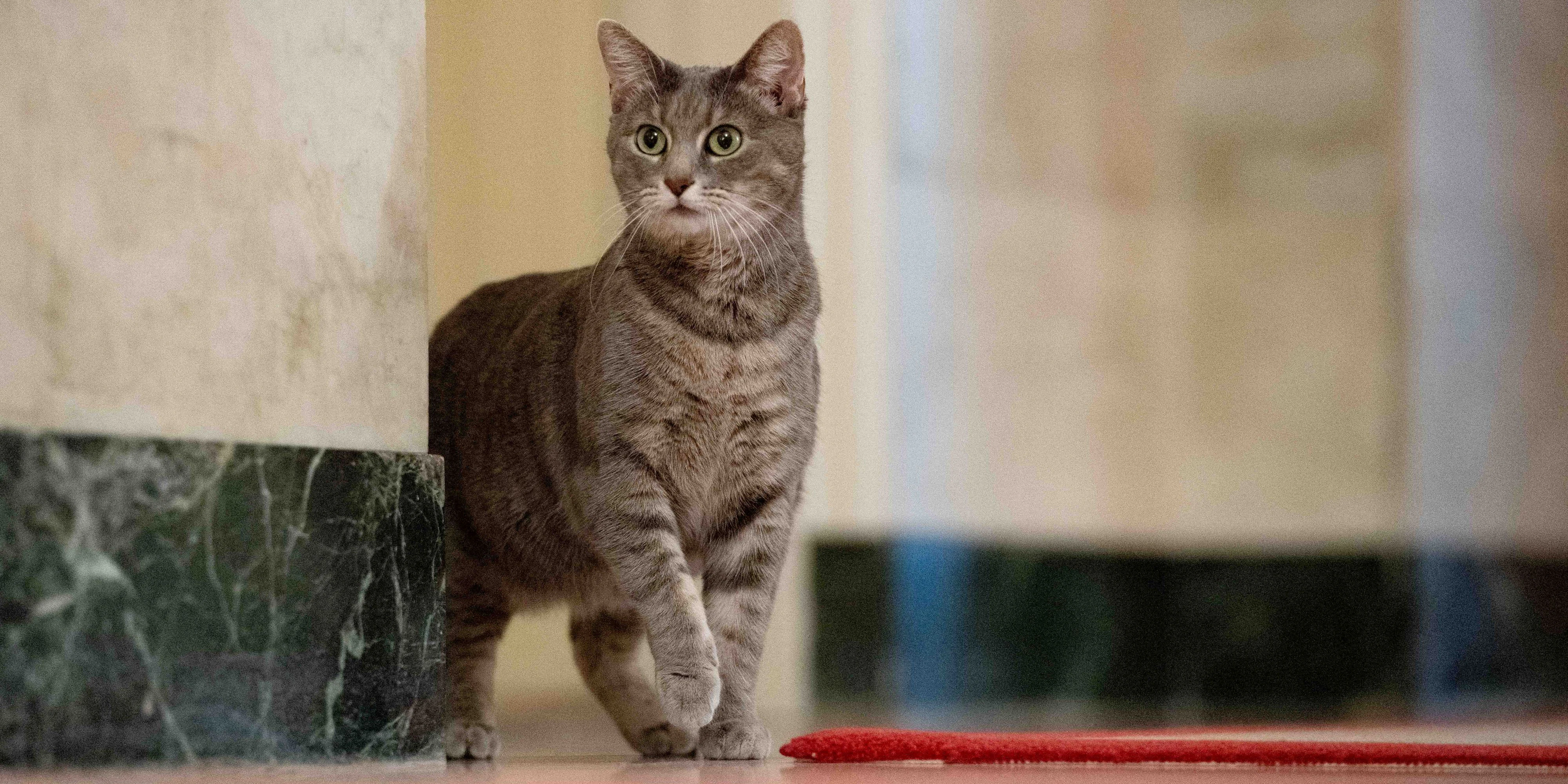 Noch ist ihr ihr neues Zuhause etwas suspekt: First Cat Willow beim erkunden ihres neuen Katzenreichs.