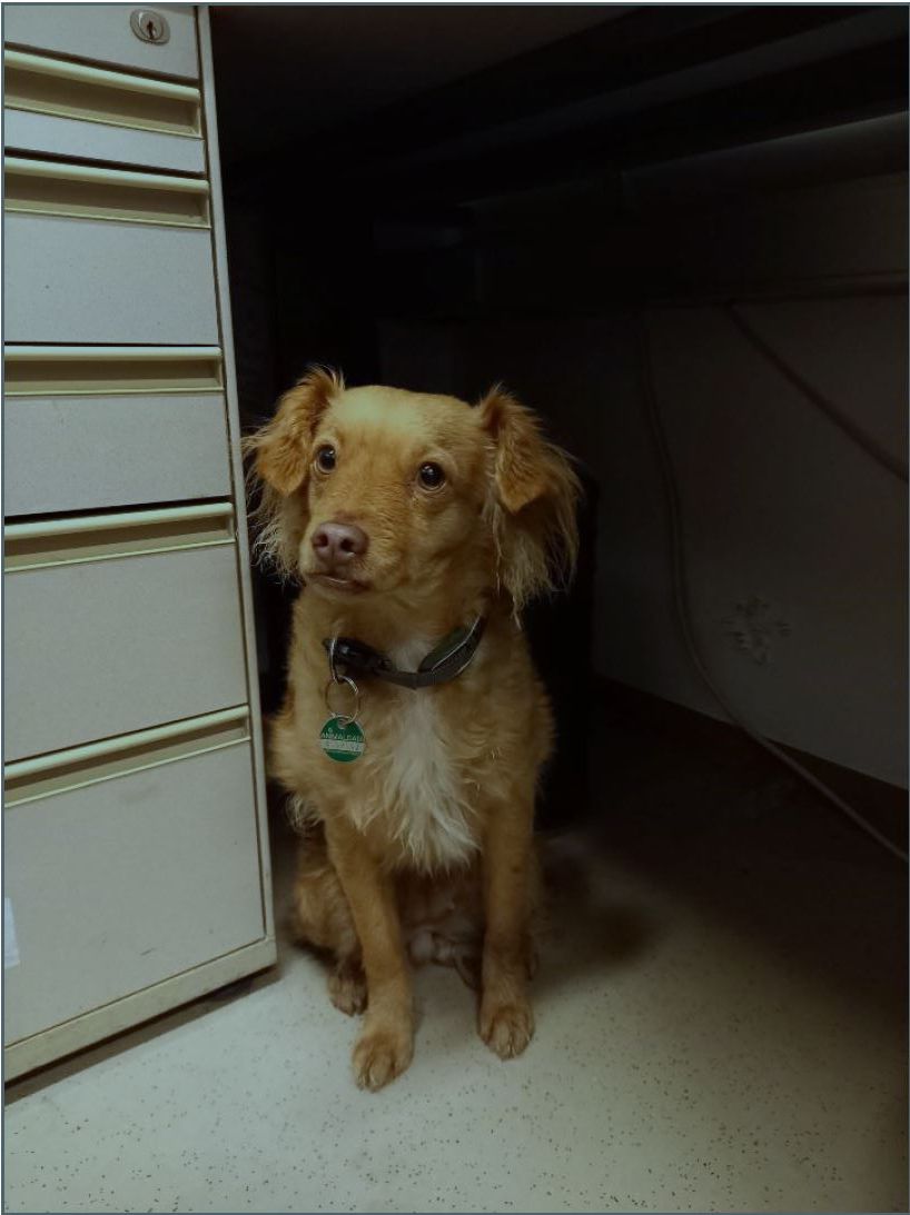 Hündin Luzy wurde von den Polizeibeamten gerettet.