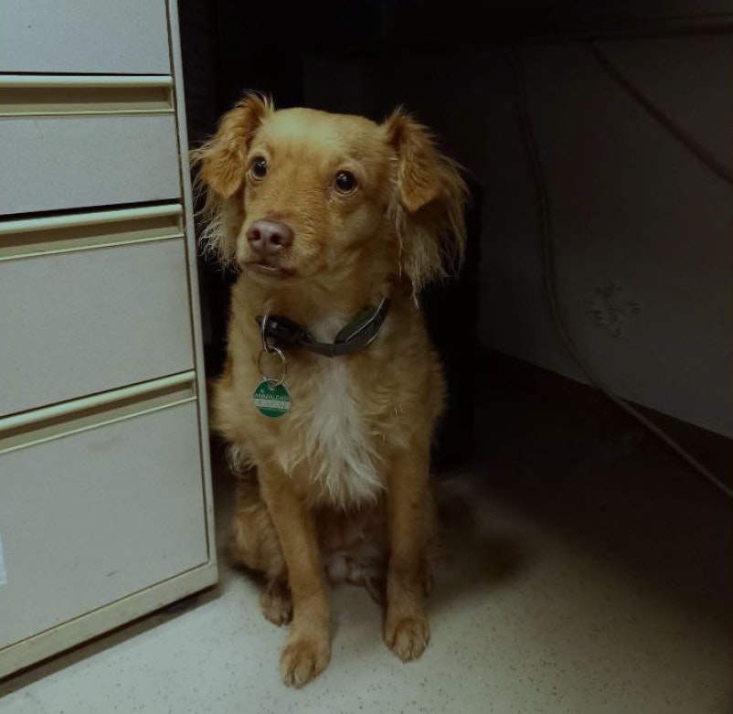 Hündin Luzy wurde von den Polizeibeamten gerettet.