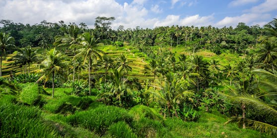 Noch sind die berühmten Tegalalang-Reisterrassen in Ubud menschenleer. Doch das soll nicht mehr lange so bleiben.