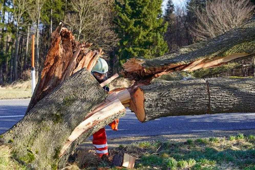 Einer der vielen umgerissenen Bäume am Wochenende.