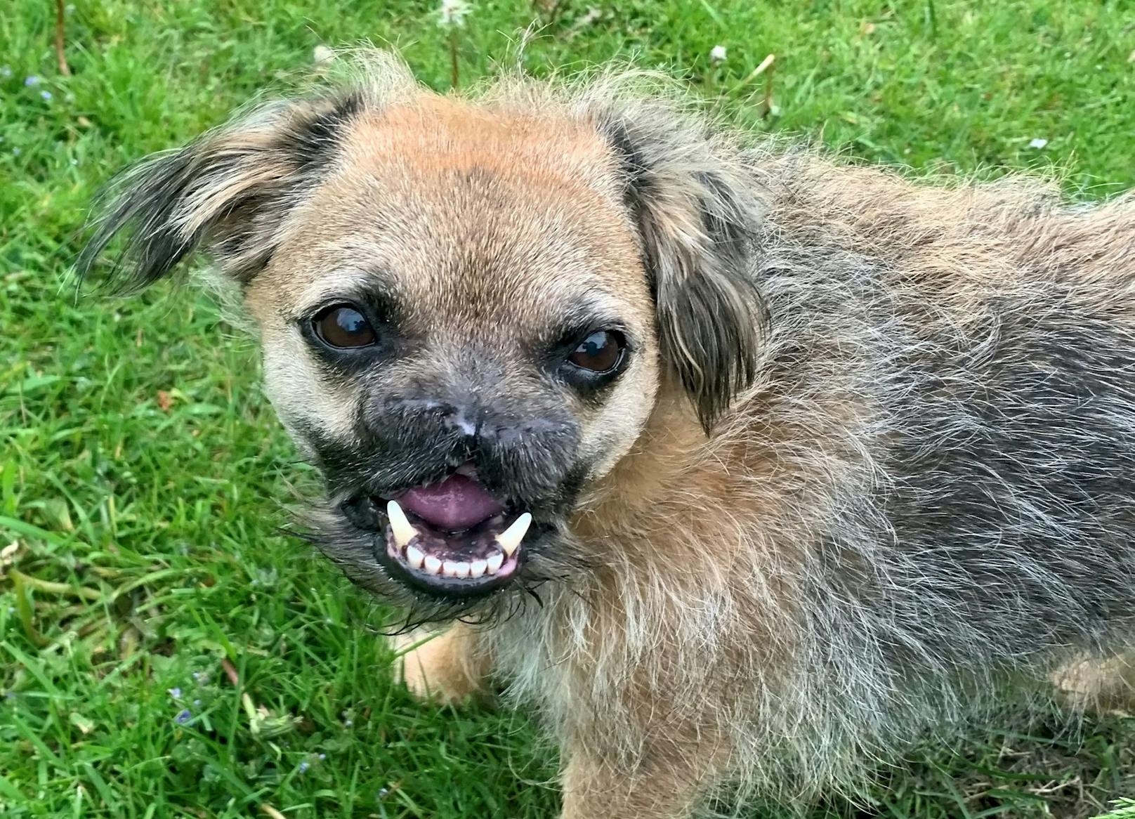 Der lustige Hund hat sich aber vollständig erholt und lebt auch ohne Nase sehr gut. 