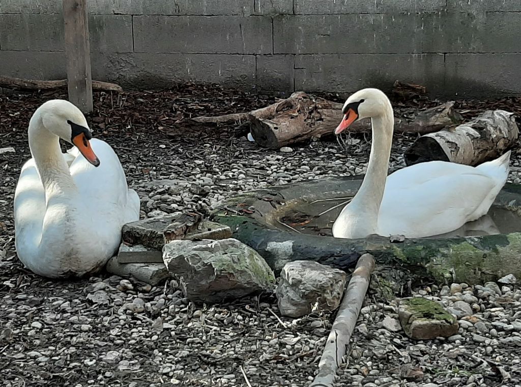 Schwäne leben monogam und bleiben ein Leben lang zusammen. 