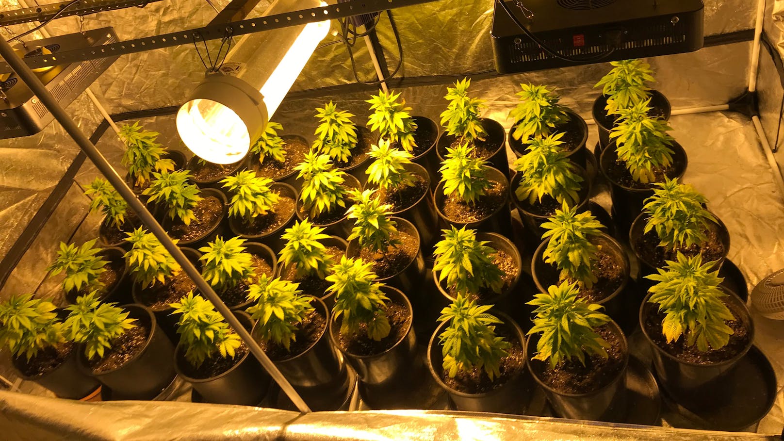 Bei Hausdurchsuchungen wurden auch illegale Cannabis-Plantagen sichergestellt.