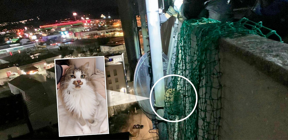 Die Katze musste aus 60 Metern Höhe gerettet werden.