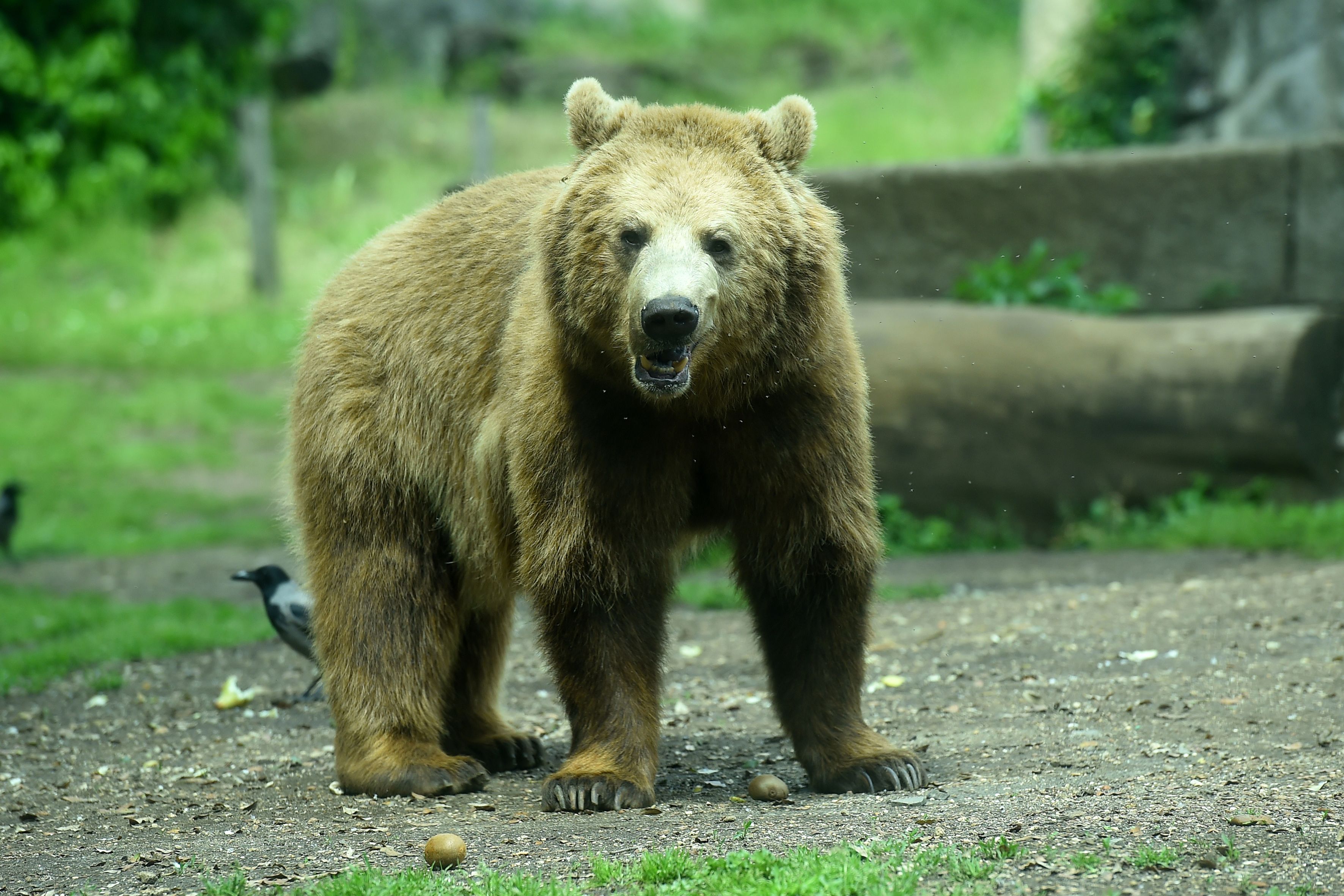 Im Zoo von Usbekistan kam es am 28. Jänner zu einem furchtbaren Vorfall. 