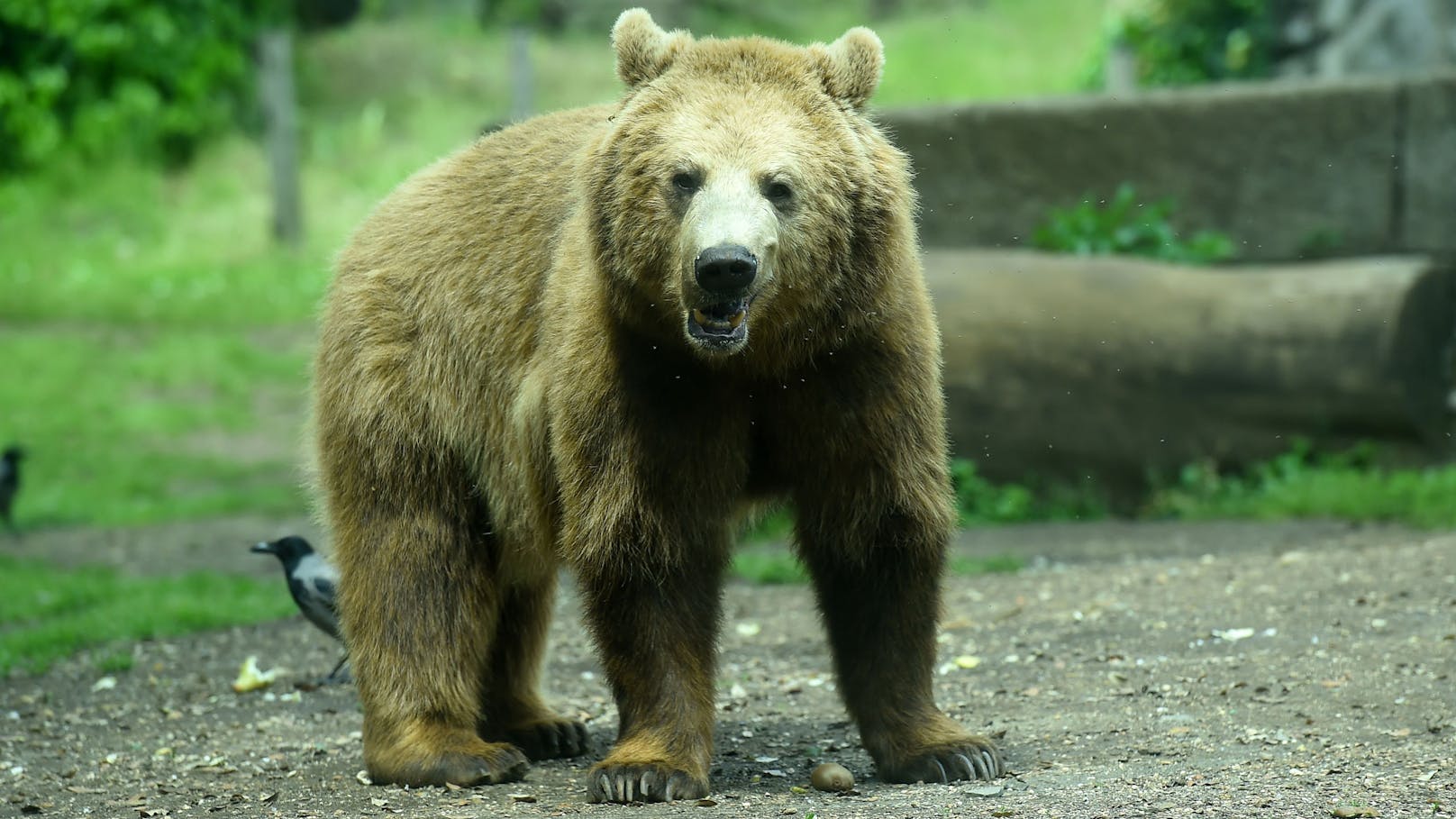 Im Zoo von Usbekistan kam es am 28. Jänner zu einem furchtbaren Vorfall. 