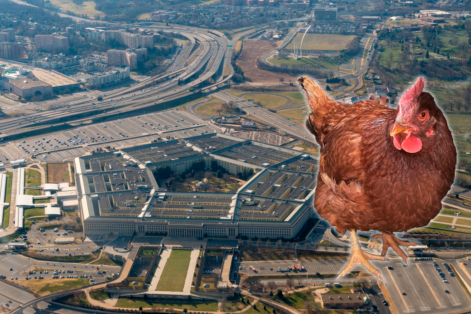Das Huhn musste aus der Sicherheitszone des Pentagons abgeführt werden (Montage).