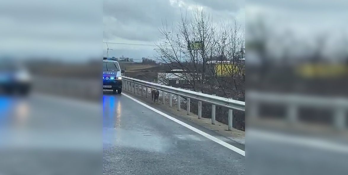 Tierische Verfolgungsjagd auf der S33 in NÖ
