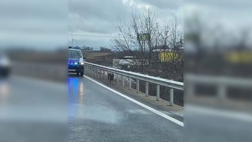 Tierische Verfolgungsjagd auf der S33 in NÖ