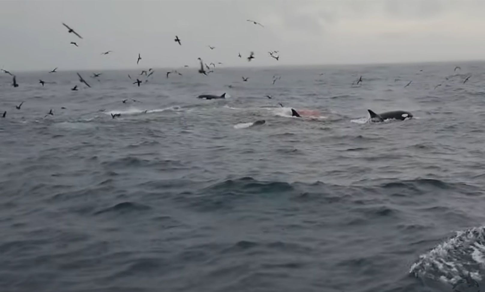 Australischen Forschern gelangen erstmals Aufnahmen von Orcas auf der Jagd nach einem Blauwal. 